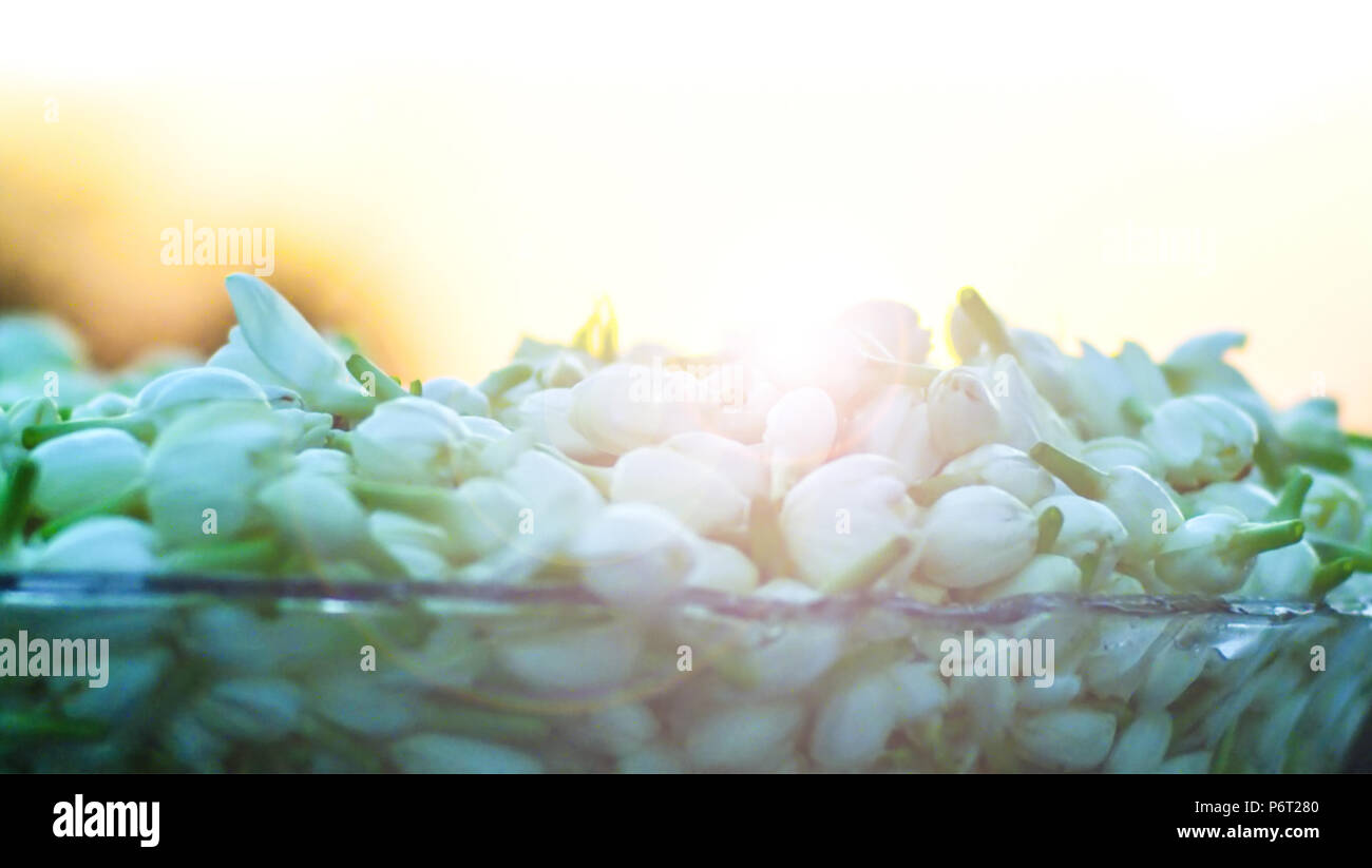 Closeup Schuß indischer Jasmin Blüten, die Schüssel am Abend Sonnenuntergang. Stockfoto