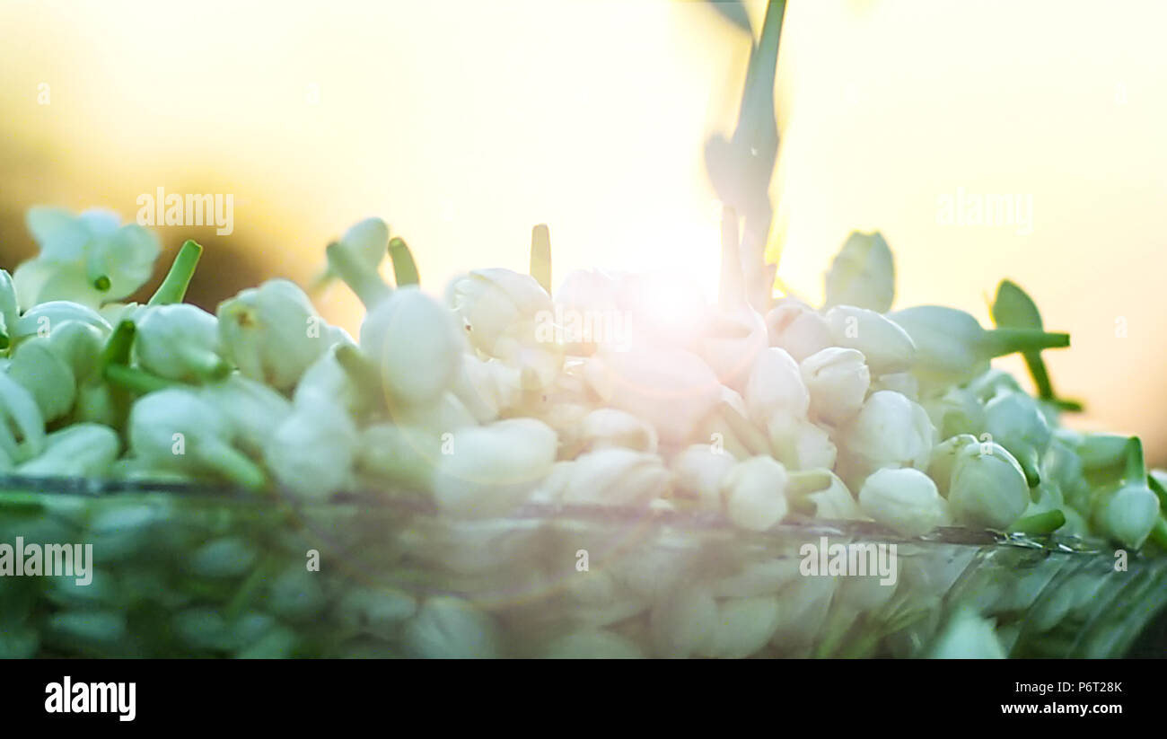 Indischer jasmin Blüten sind nach unten fallen die Glasschale Stockfoto