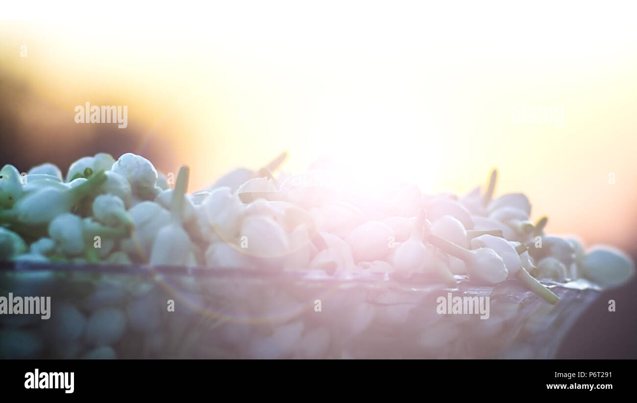 Closeup Schuß indischer Jasmin Blüten, die Schüssel am Abend Sonnenuntergang. Stockfoto