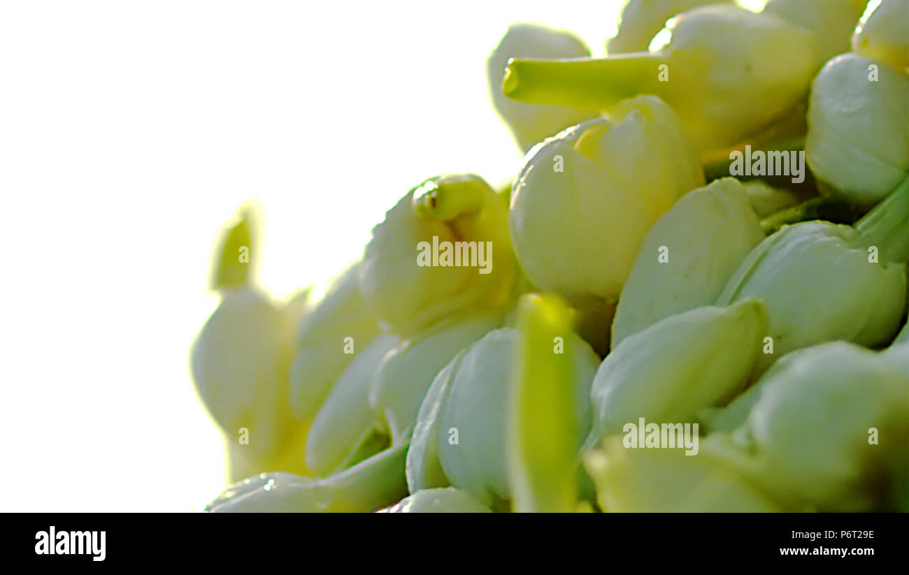 Indischer jasmin Blüten auf weißem Hintergrund Stockfoto