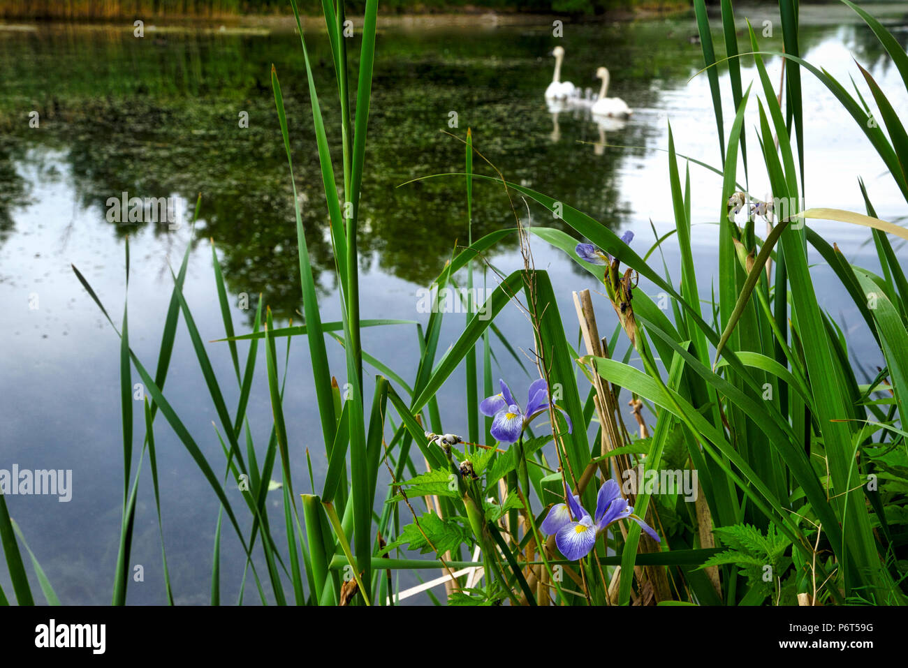 Wilde Orchideen mit Schwäne schwimmen auf dem See als Hintergrund Stockfoto