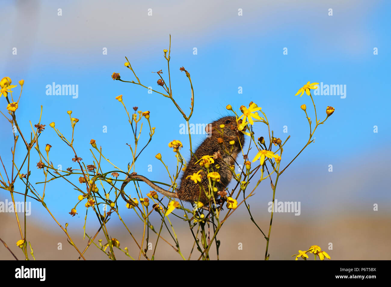 Striemengrasmaus Fütterung auf Gelbe Daisy Stockfoto