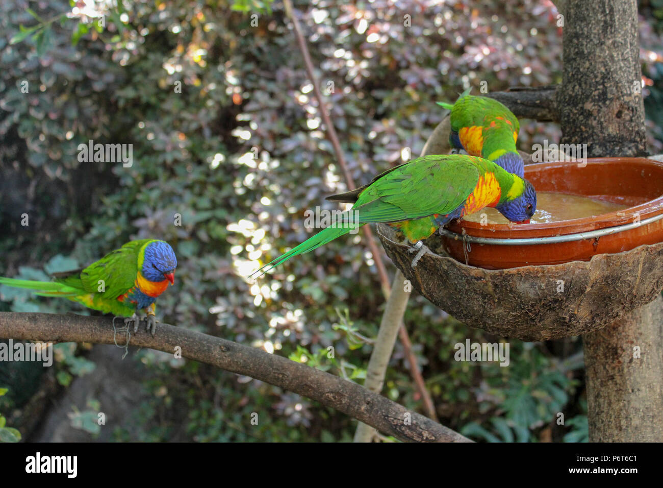 Drei grüne Fledermauspapageien mit blauen und gelben, orangen und roten Markierungen. Stockfoto