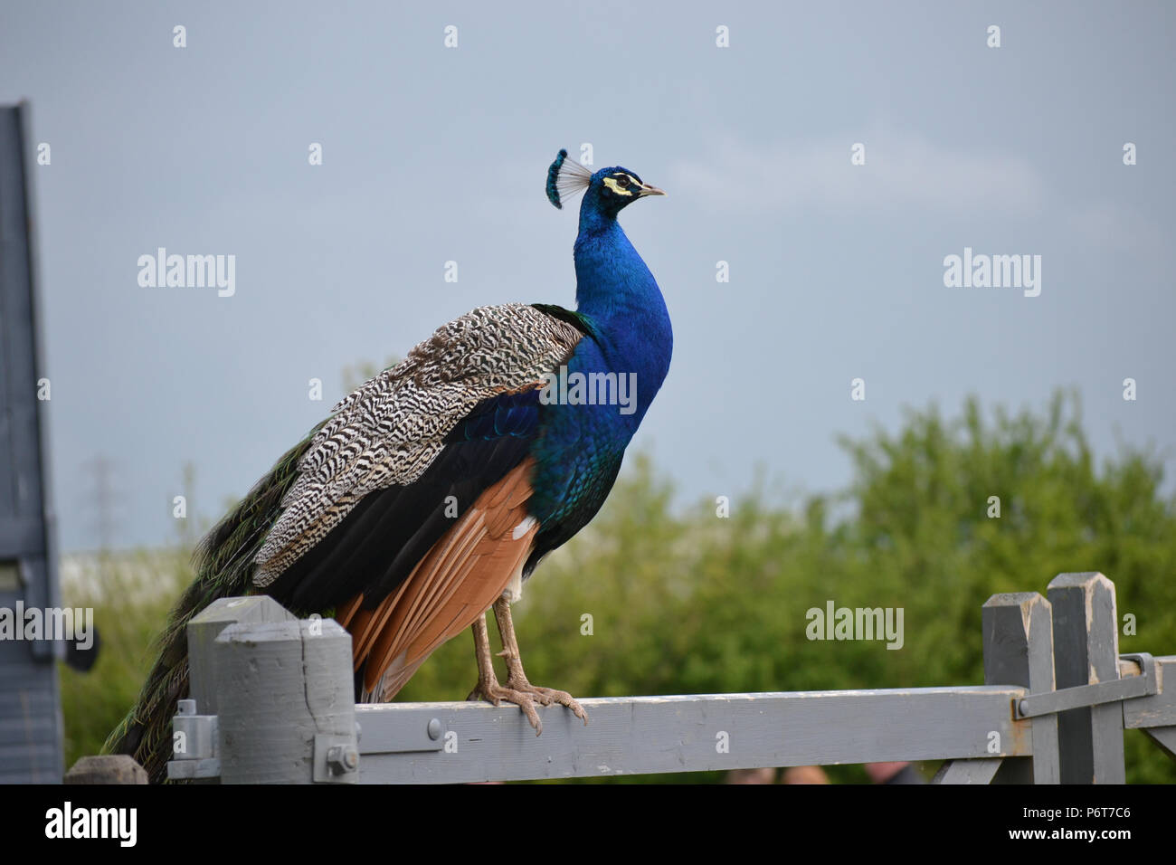 Peacock ständigen Stolz auf einem Bauernhof in der englischen Landschaft Stockfoto