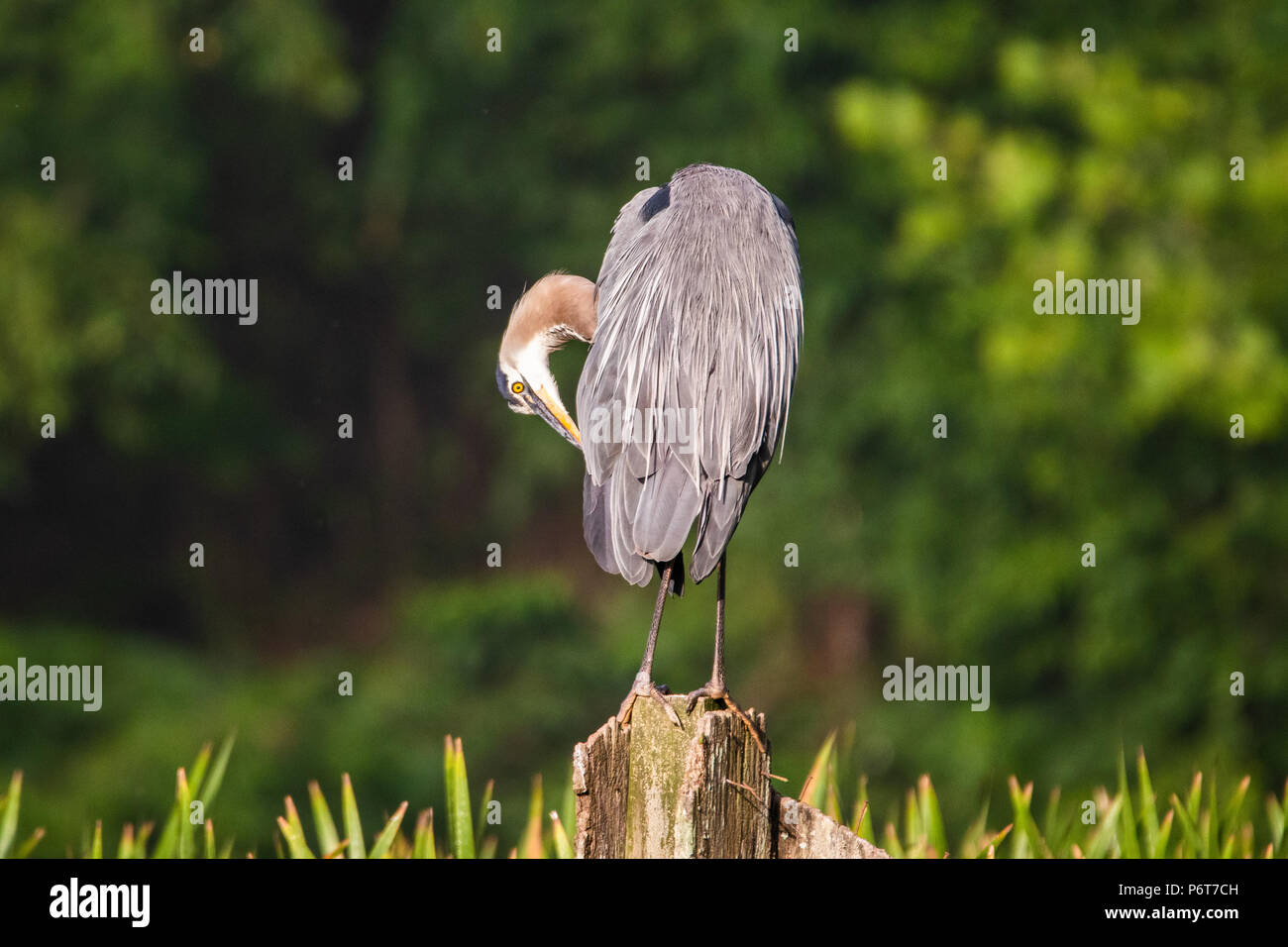 Ein Great Blue Heron beruht auf hölzernen Pfosten. Stockfoto