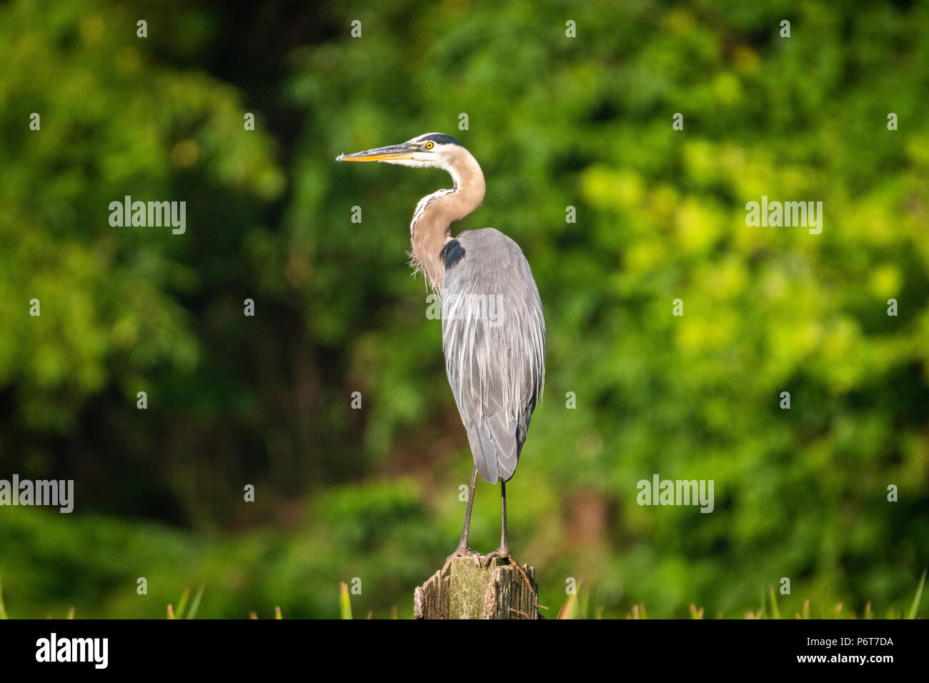 Ein Great Blue Heron beruht auf hölzernen Pfosten. Stockfoto