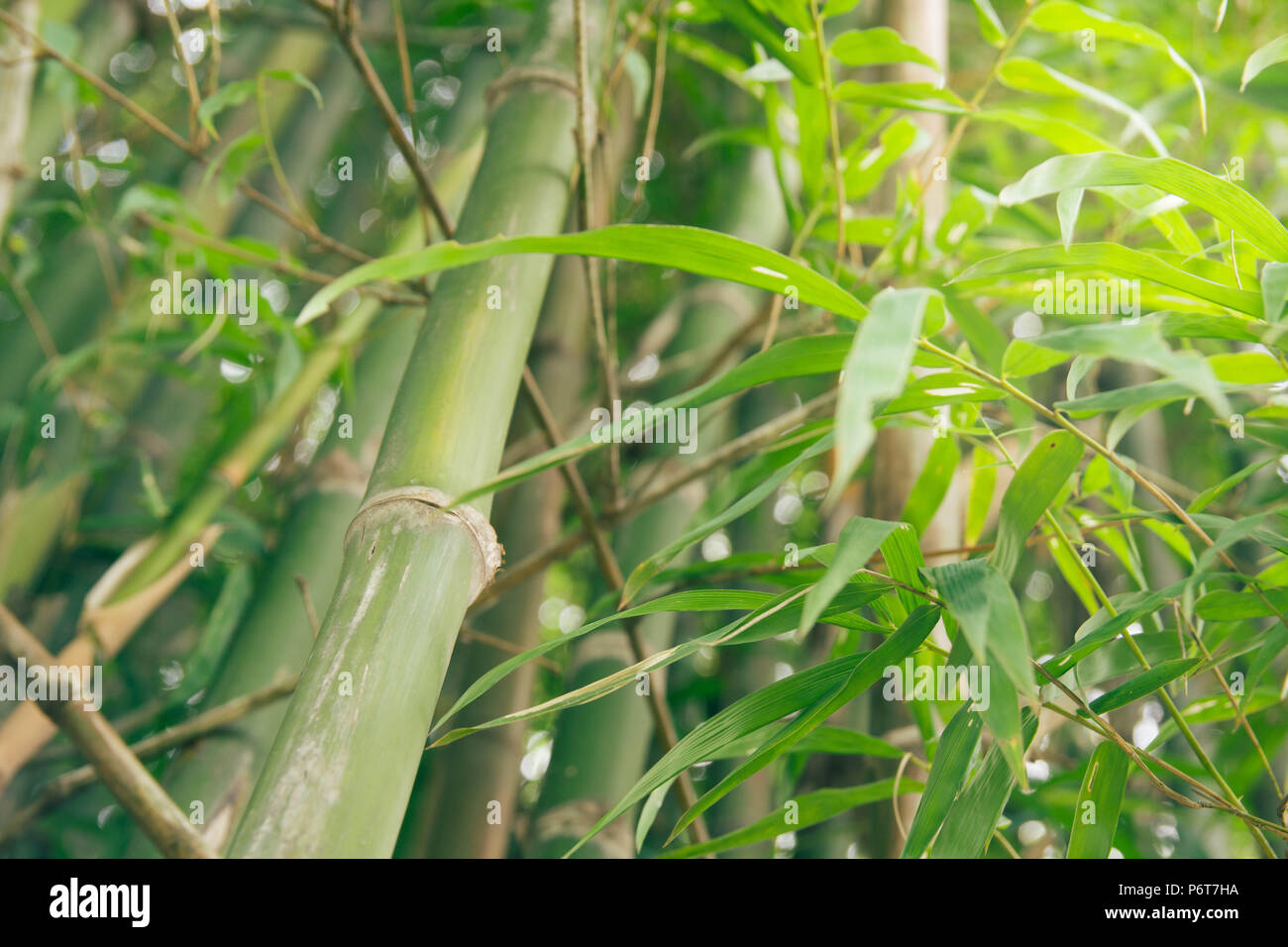 Grüner Bambus mit Wald Hintergrund und Textur. Stockfoto