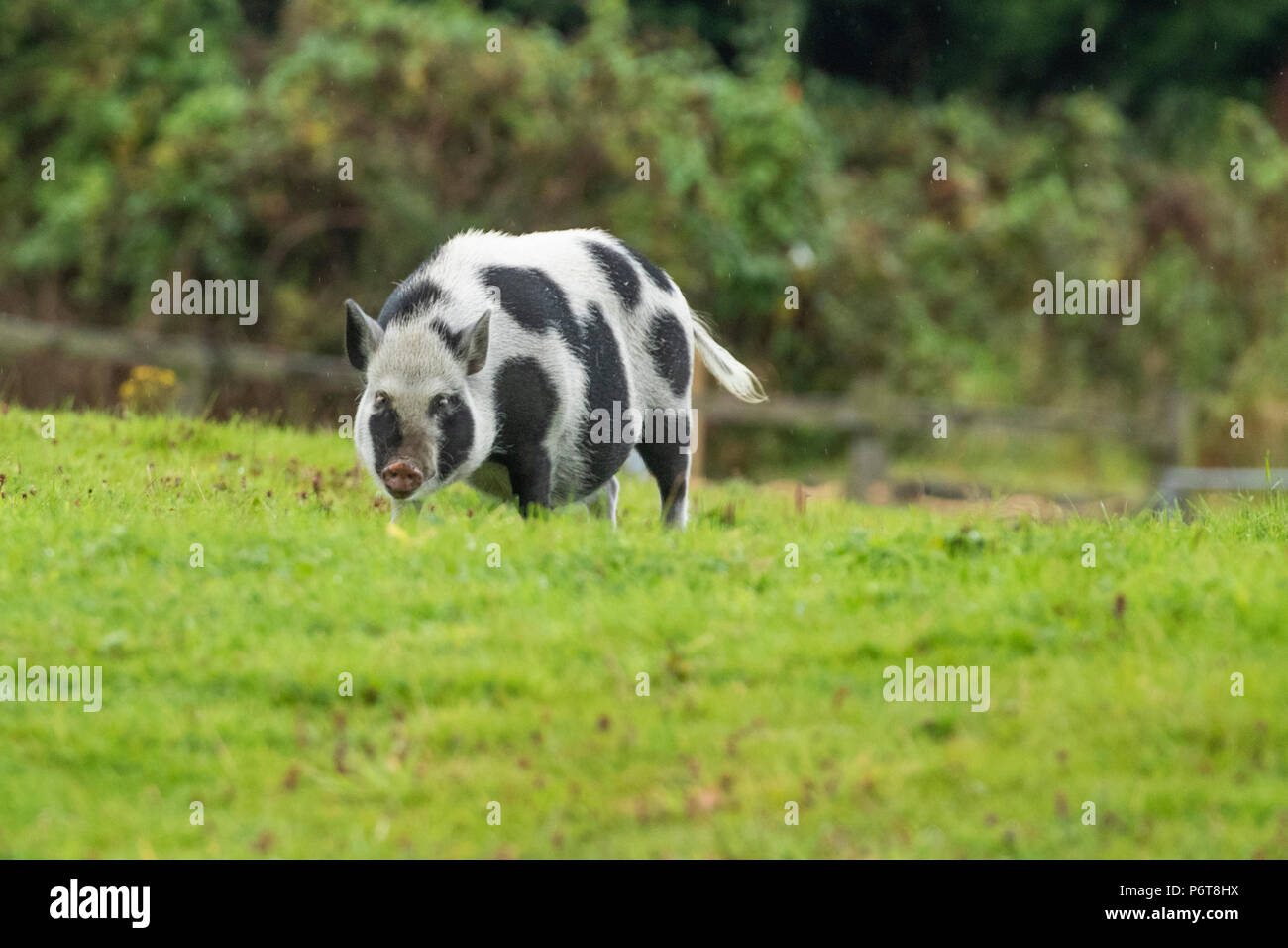 Freie Strecke Gloucester alten Spot Schwein in einem Feld. Stockfoto