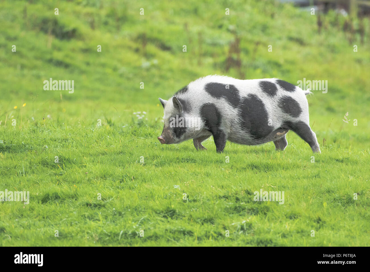 Freie Strecke Gloucester alten Spot Schwein in einem Feld. Stockfoto