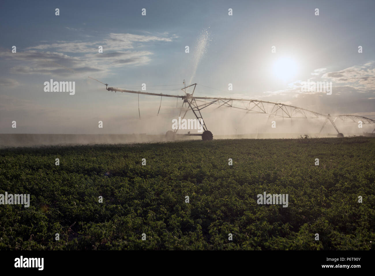 Automatische Bewässerungsanlage Sprinkler, extensive Landwirtschaft, Fruchtarten Stockfoto