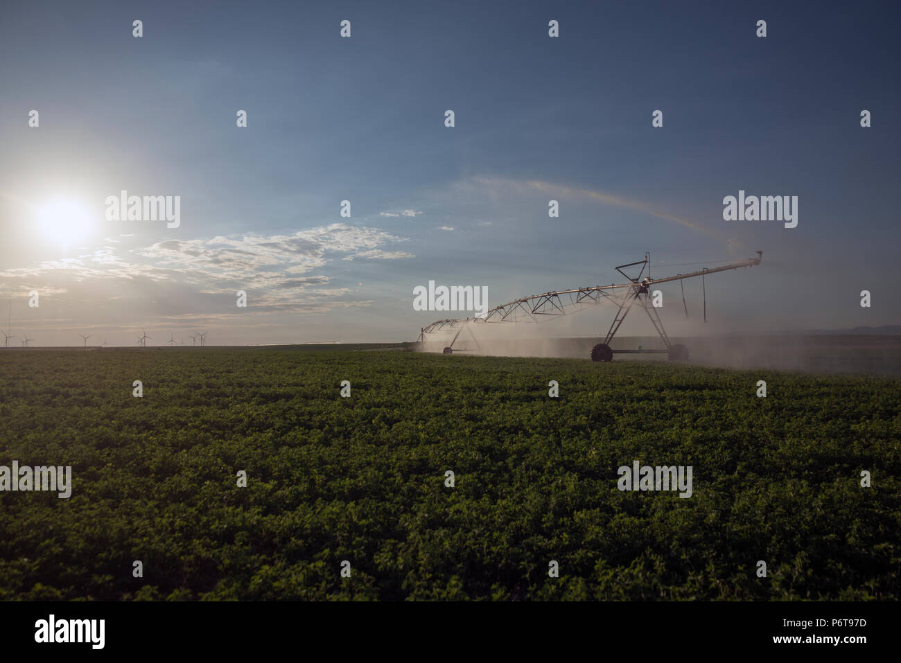 Automatische Bewässerungsanlage Sprinkler, extensive Landwirtschaft, Fruchtarten Stockfoto