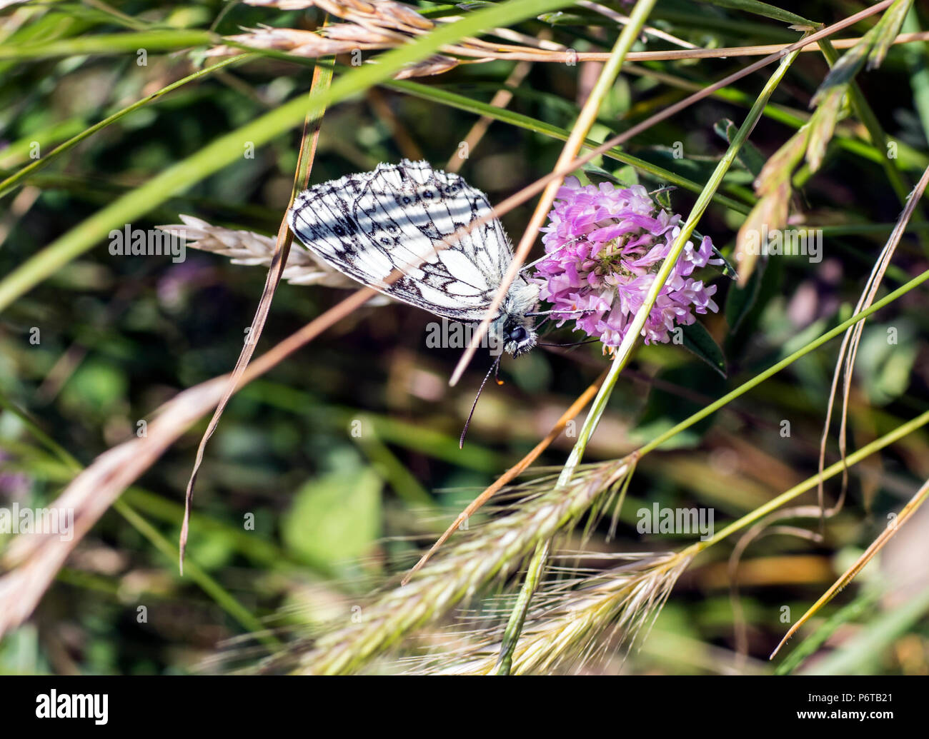 Die schönen Marbled White Butterfly (Melanargia galathea) trinken Nektar von Klee in der cuckmere Valley, East Sussex, England Stockfoto