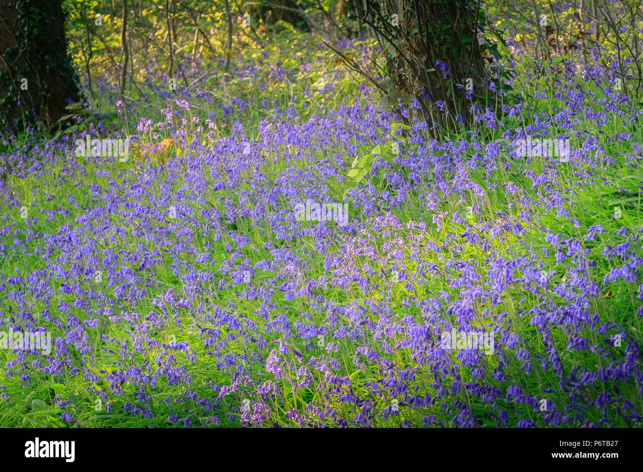 Glockenblumen am Straßenrand Ufer Saundersfoot Pembrokeshire Wales Stockfoto