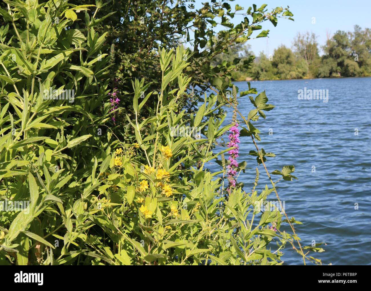 Blumen von See, leybourne Seen, Kent Stockfoto