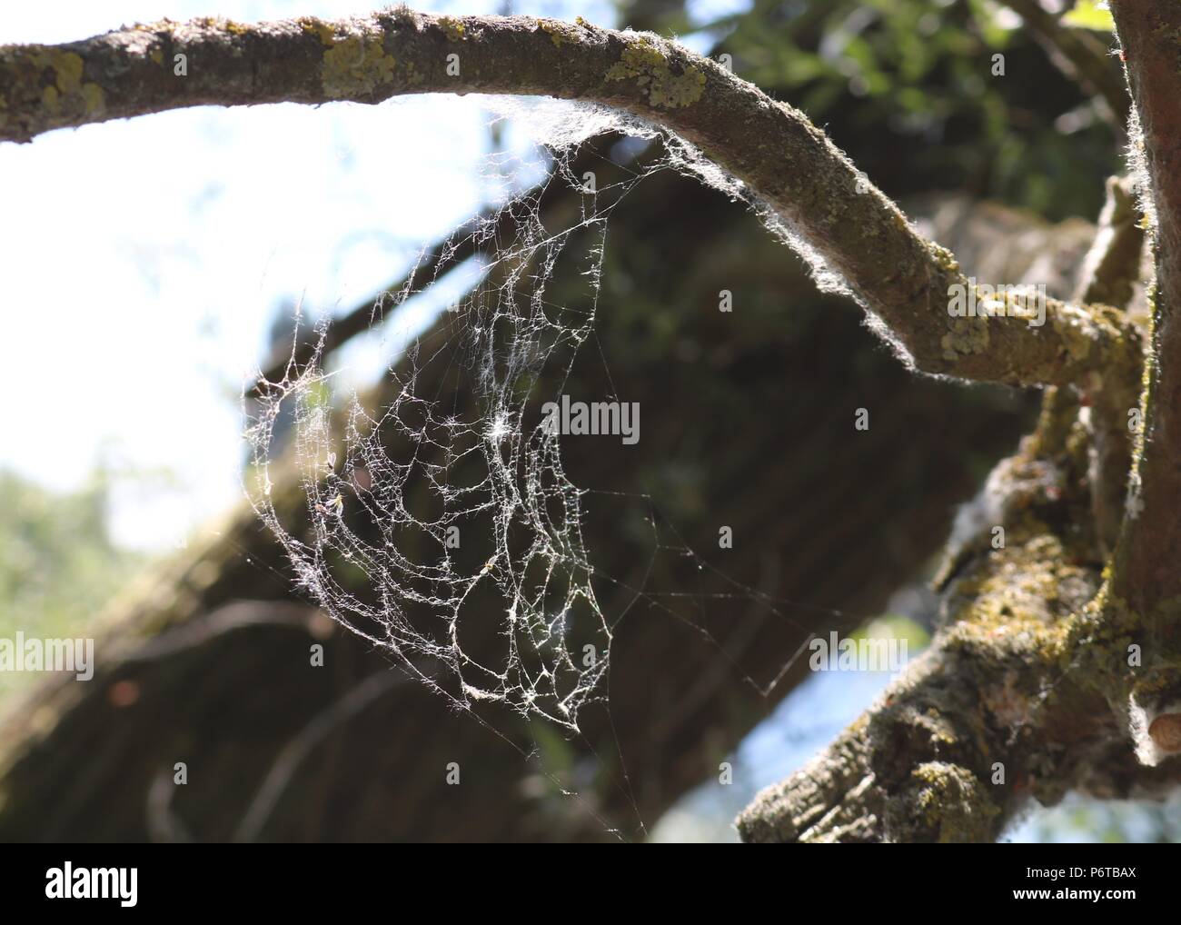 Spinnweben fuhr auf einem Baum, leybourne Seen, Kent Stockfoto