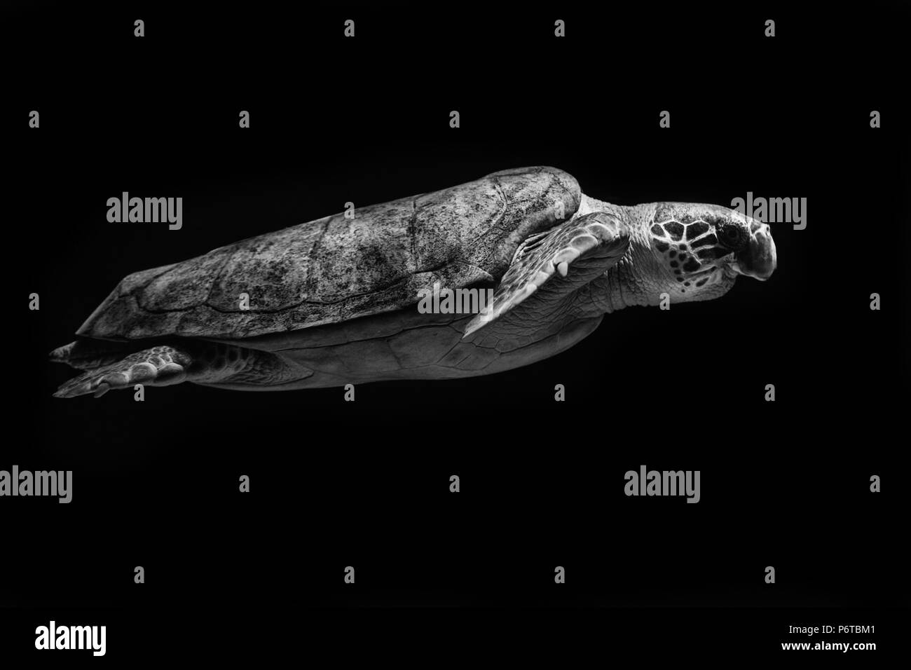 Meeresschildkröten Schwimmen im Meer Stockfoto