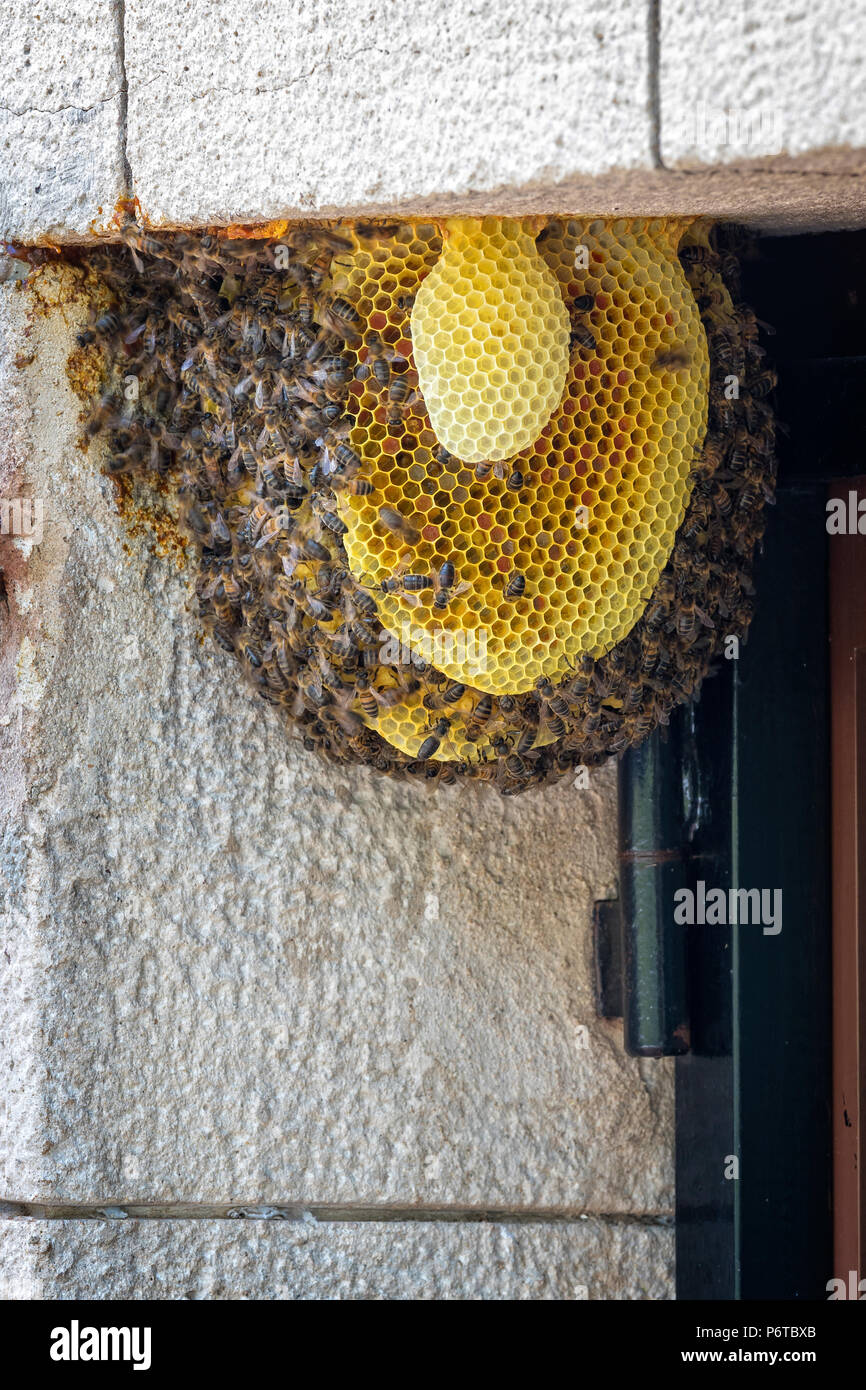Bienenvolk auf eine Tür in einem Einfamilienhaus Stockfoto