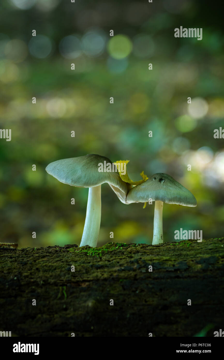 Psathyrella Pilze auf dem Wald auf dem alten Stamm Stockfoto