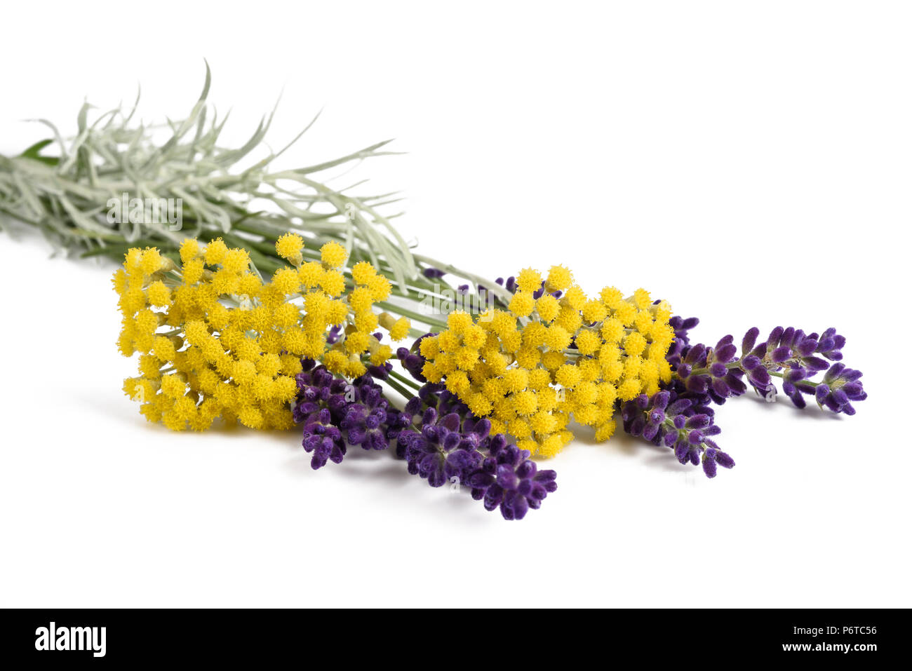 Lavendel und helichrysum Blumen auf weißem Hintergrund Stockfoto