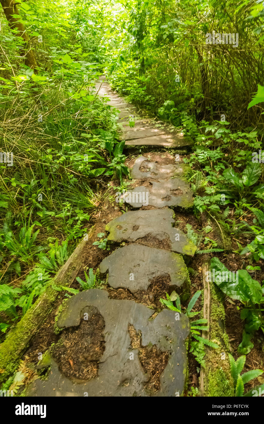 Baum Querschnitte Form trail Fläche entlang der Strecke durch die Makah Reservierung auf dem Weg zum Shi Shi Strand in Olympic National Park, War Stockfoto