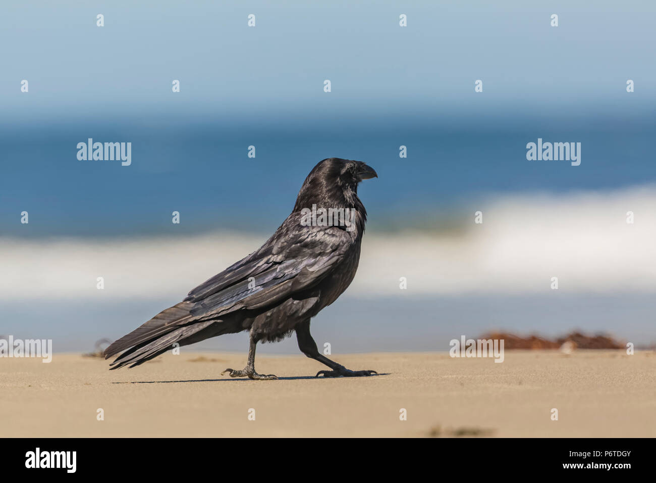 Kolkrabe, Corvus Corax, strutting auf Shi Shi Strand entlang des Pazifischen Ozeans in Olympic National Park, Washington State, USA Stockfoto