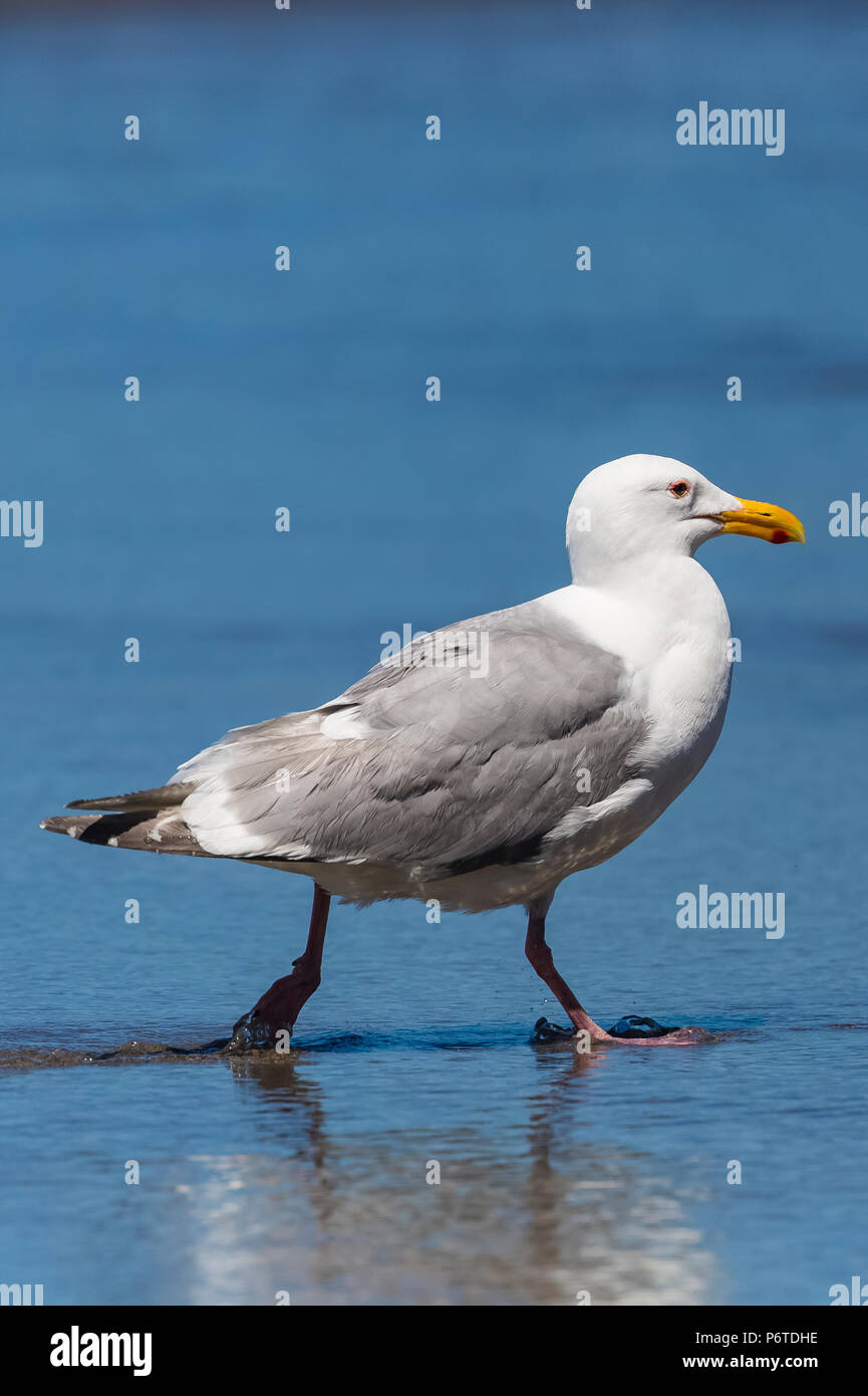 California Gull, Larus californicus, in der Zucht nach Gefieder, in Willoughby Creek auf Shi Shi Strand entlang des Pazifischen Ozeans in Olympic National Park Stockfoto