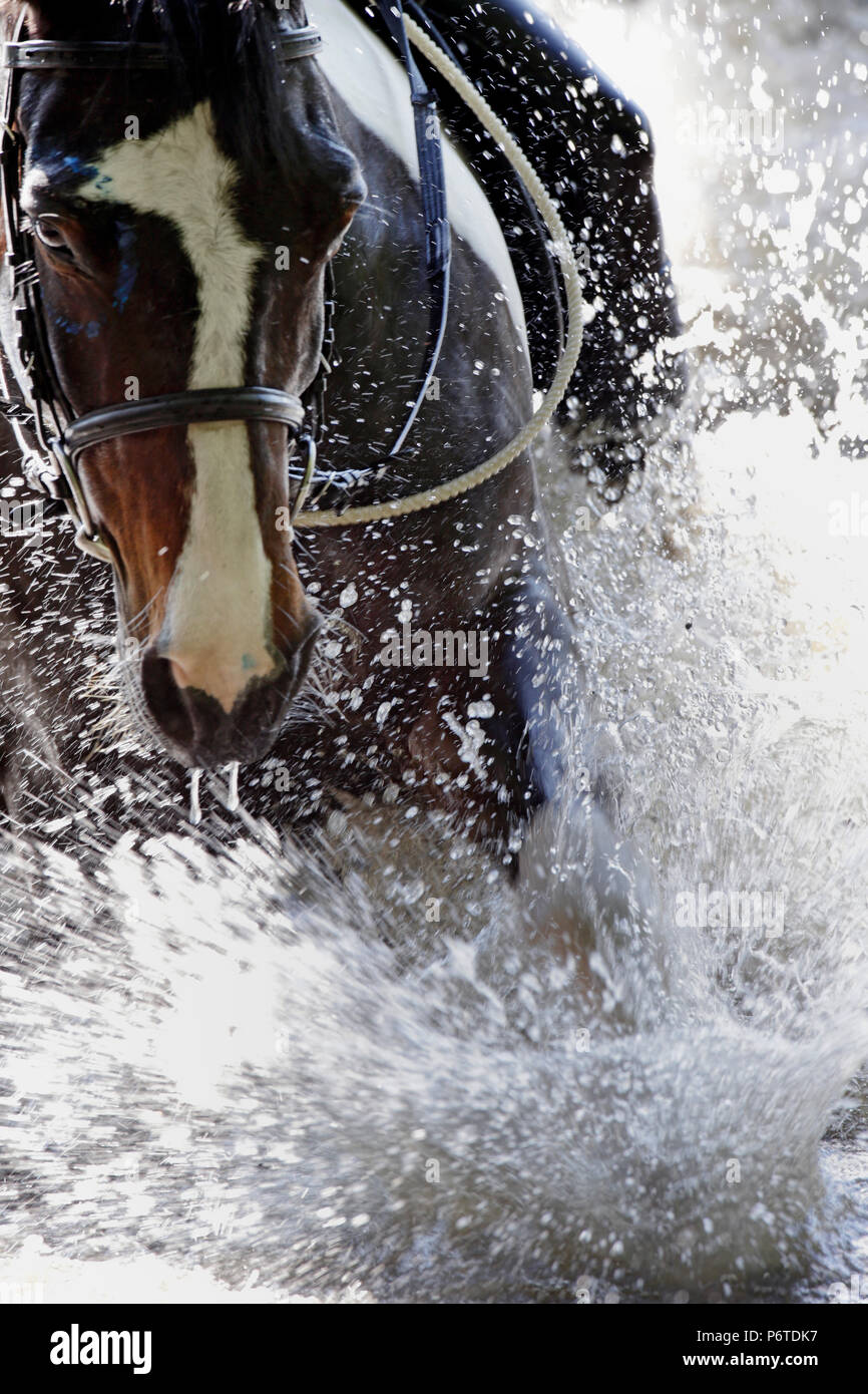 Oberoderwitz, Pferde, Spritzer im Wasser Stockfoto