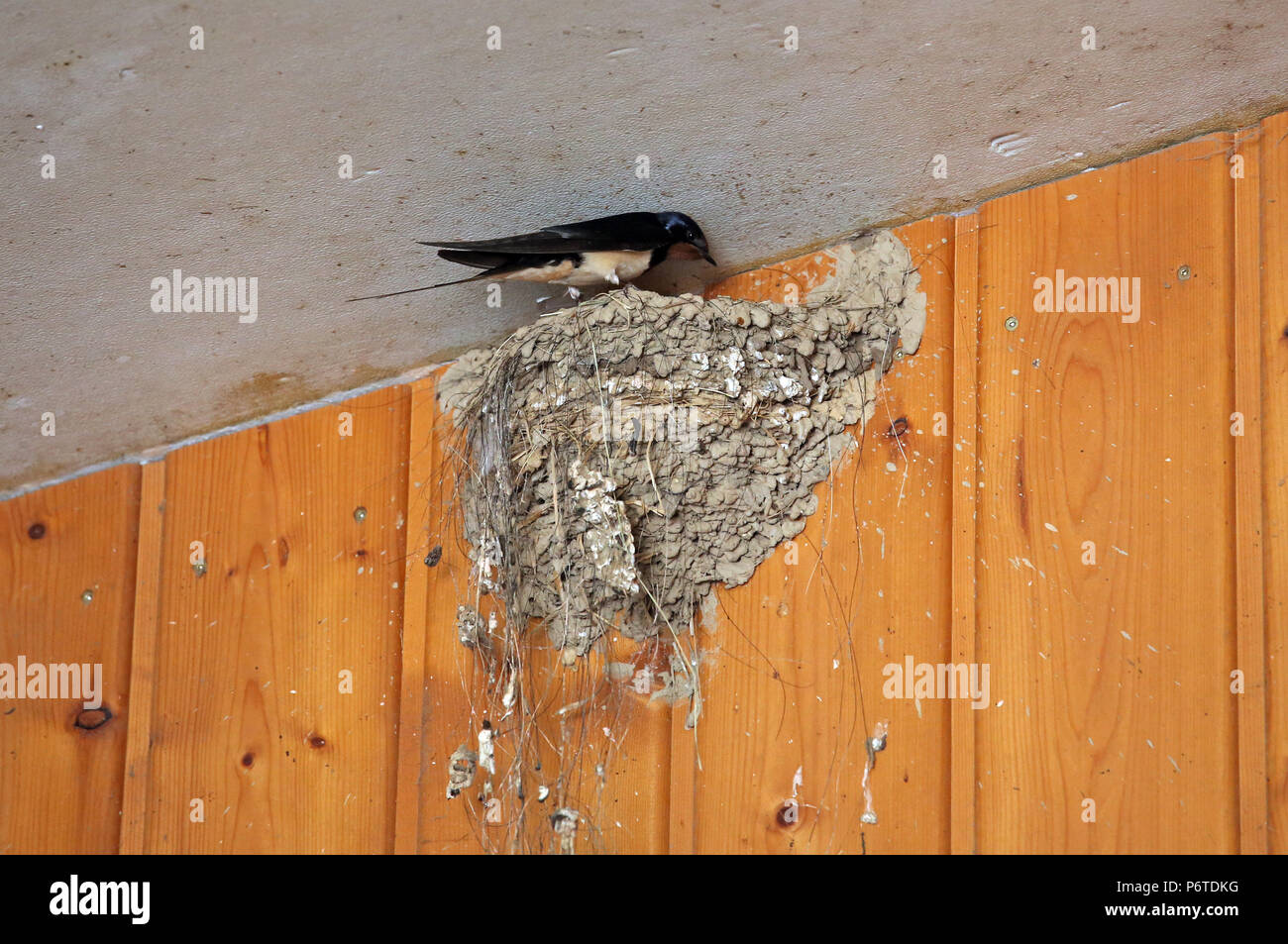 Oberoderwitz, Scheune auf ihrem Nest Schwalbe Stockfoto