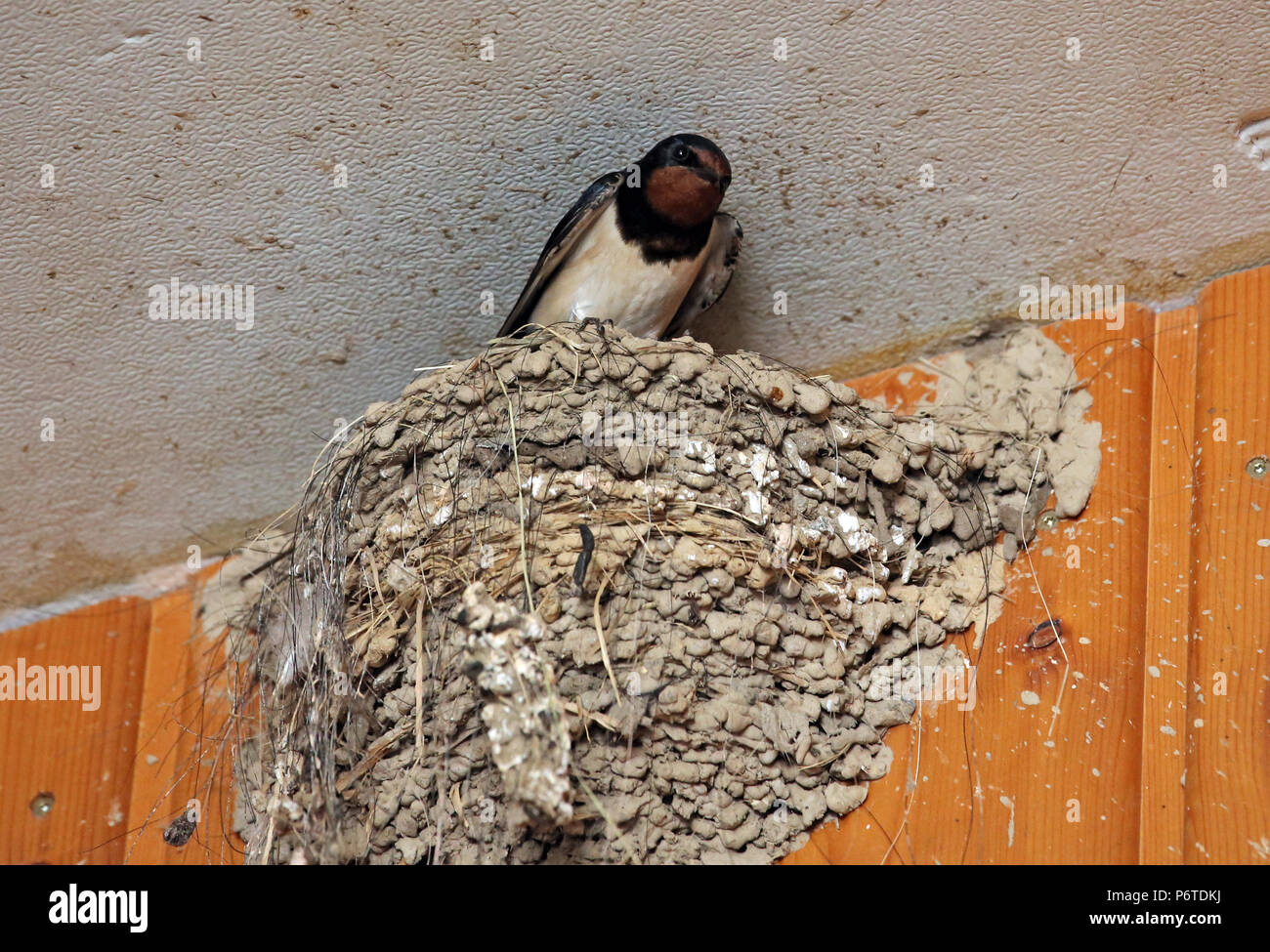 Oberoderwitz, rauchschwalbe schaut aus seinem Nest Stockfoto