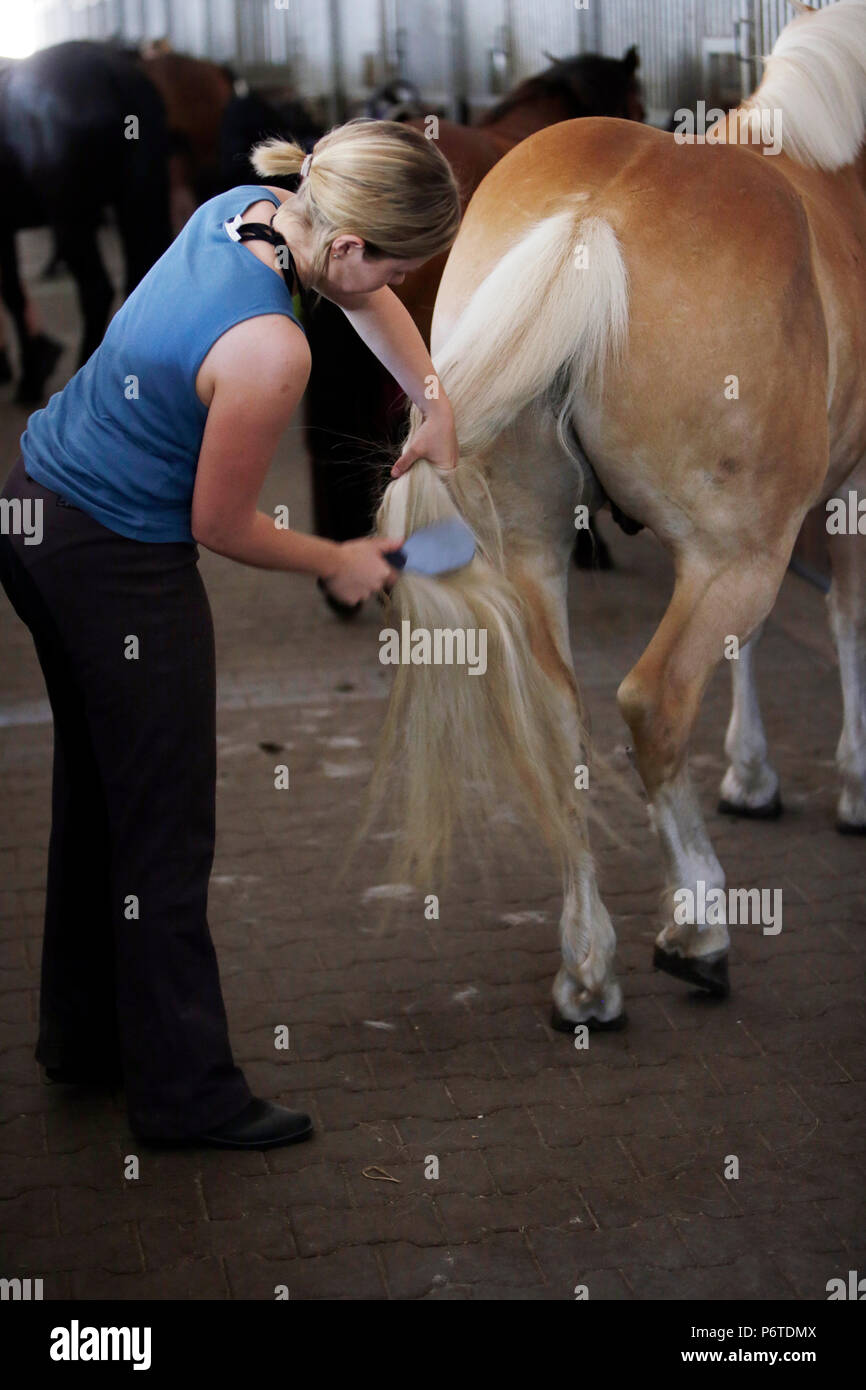 Oberoderwitz, junge Frau ist das Putzen der Schwanz von ihrem Pferd auf den stabilen Lane Stockfoto