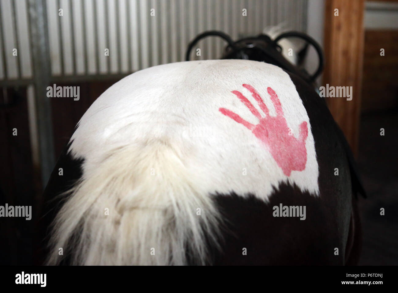 Oberoderwitz, Handabdruck auf die Hinterhand des Pferdes Stockfoto