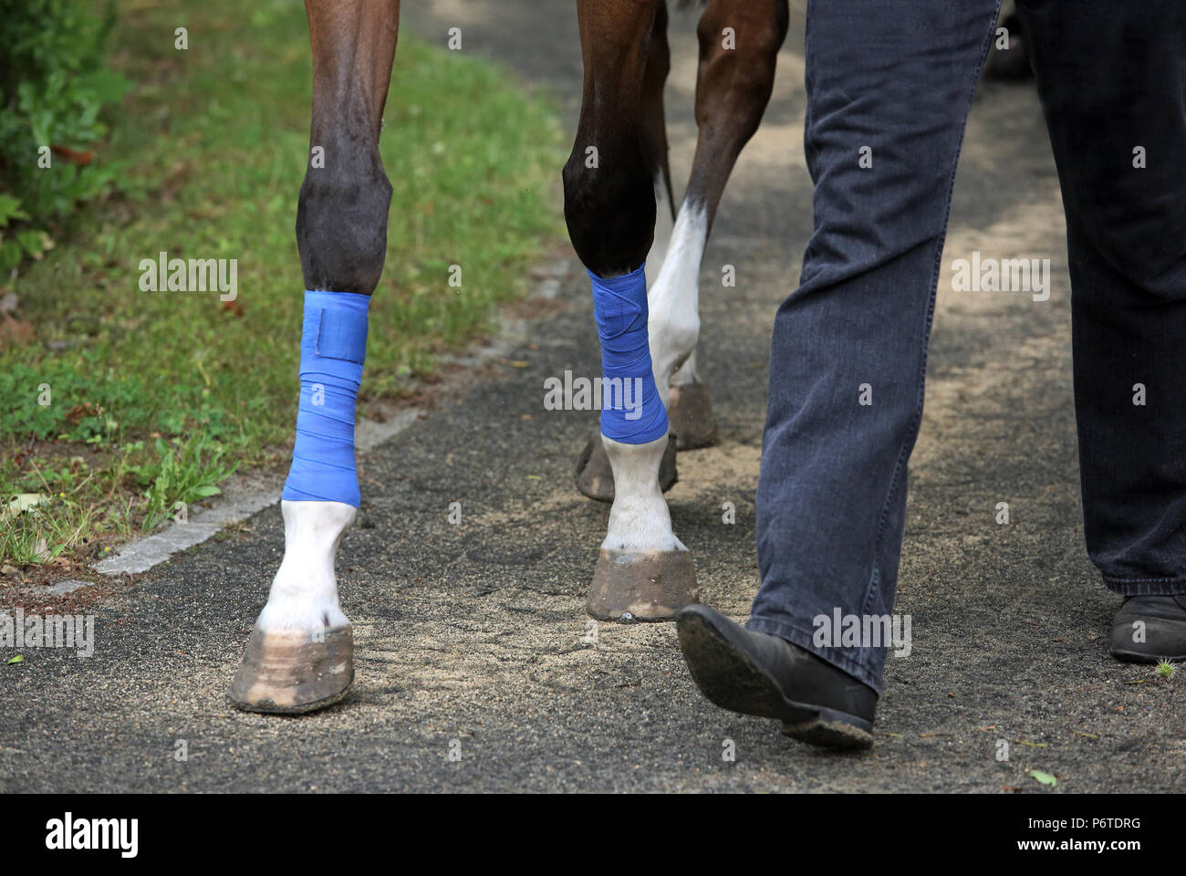 Dresden, bandagierte Vorderbeine des Pferdes Stockfoto