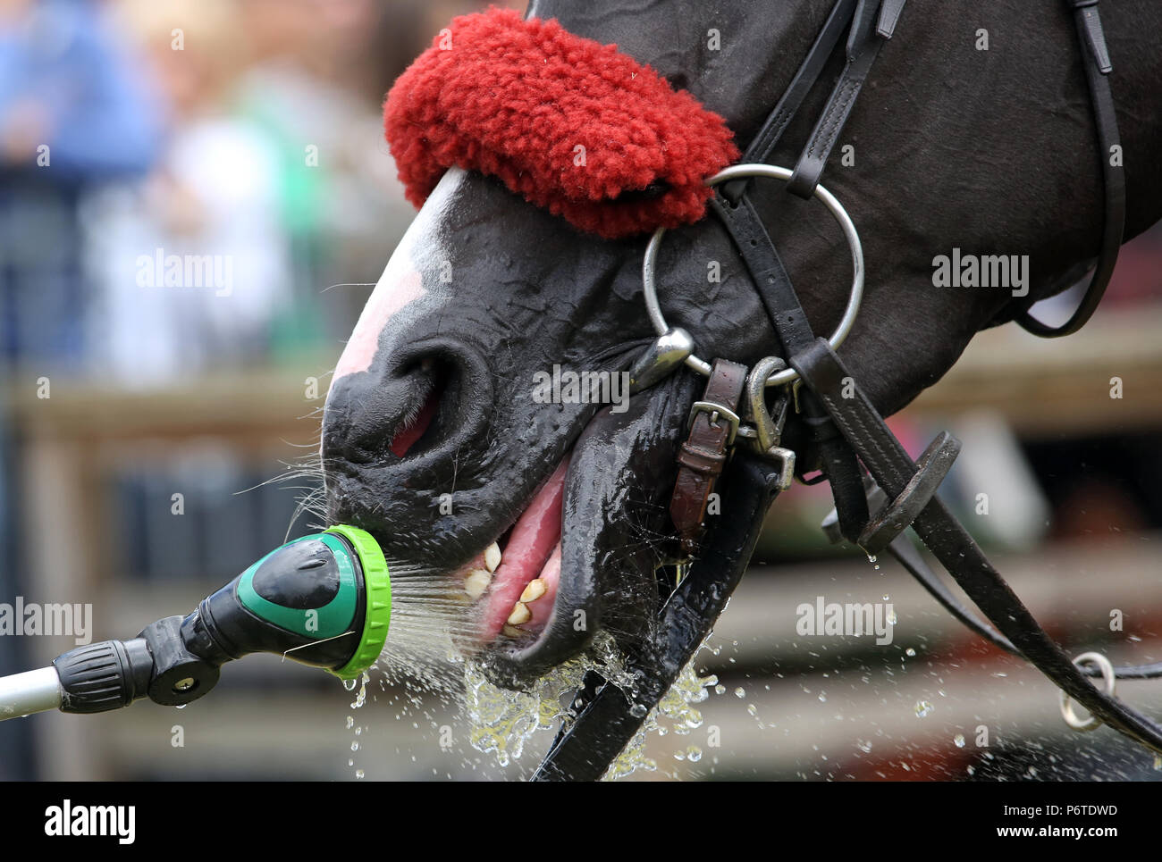Dresden, Nahaufnahme, Pferd Getränke Wasser aus einer Spritzpistole Stockfoto