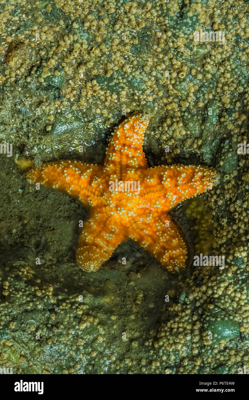 Ocker Sea Star, Pisaster ochraceus, aka Purple Sea Star oder Gemeinsame Sea Star, am Punkt der Bögen in der Nähe von Muschelbänken bei Ebbe, entlang des Pazifischen Ozeans i Stockfoto