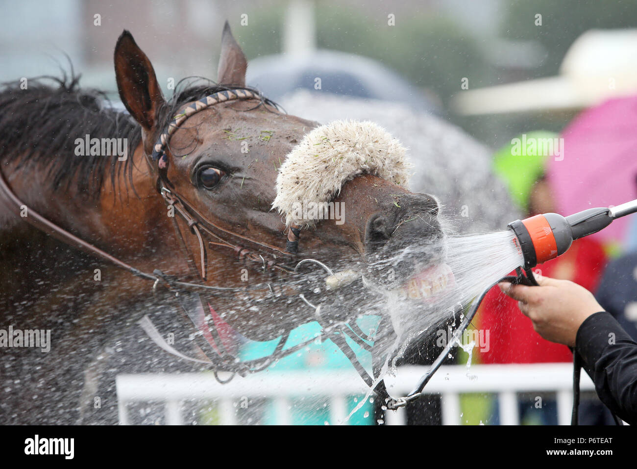 Hamburg, Pferd erhält Wasser aus dem Duschkopf Stockfoto