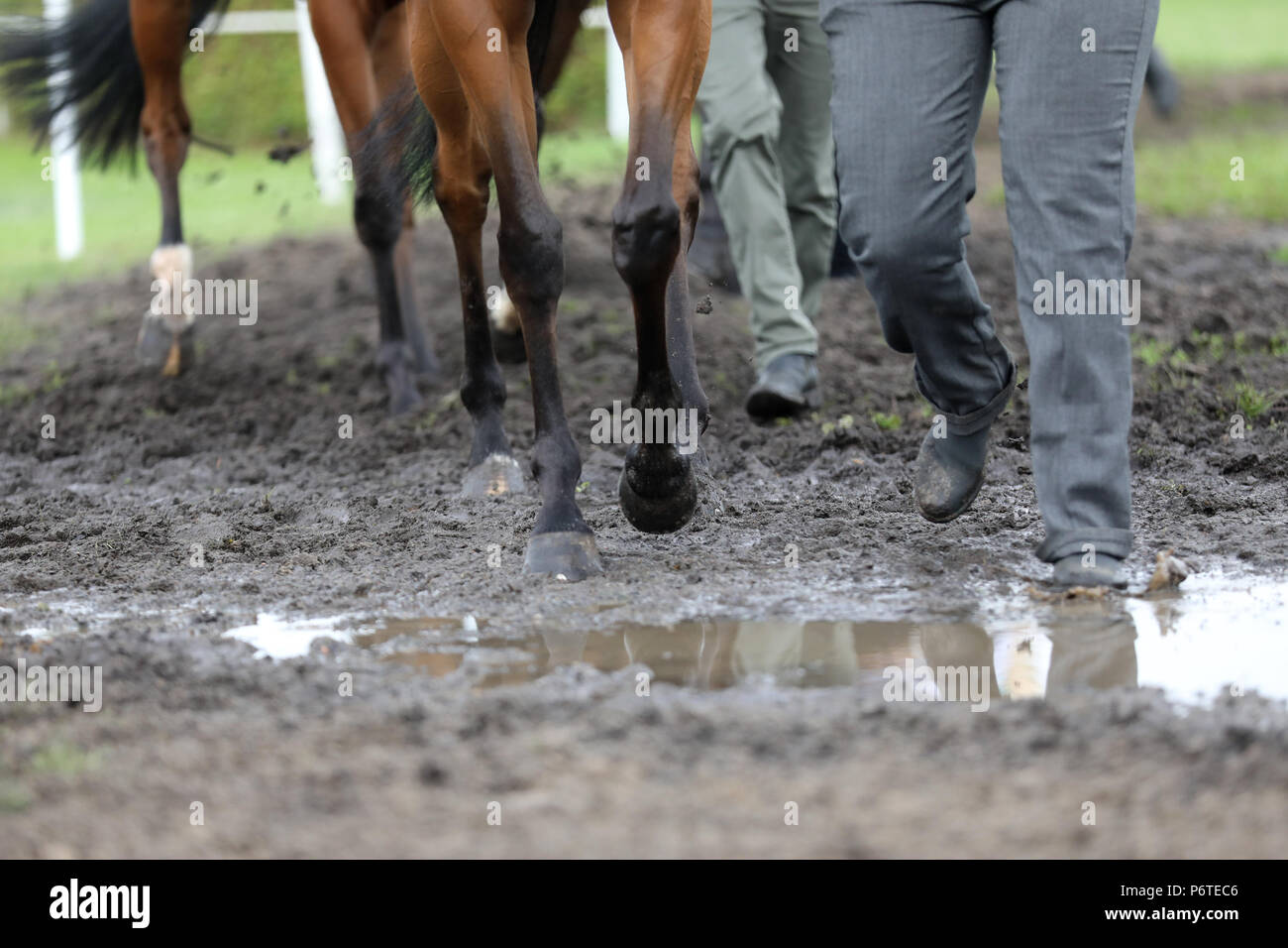 Hamburg, Pferde und menschlichen Beinen laufen über schlammigem Boden Stockfoto
