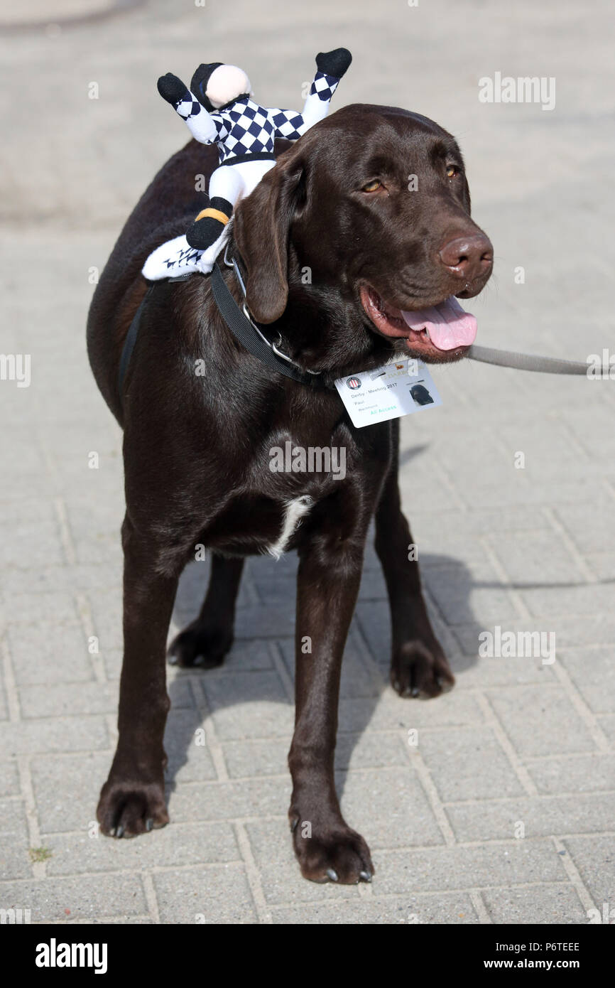 Hamburg, Watchdog Paul mit Jockeypuppe auf seinem Rücken Stockfoto