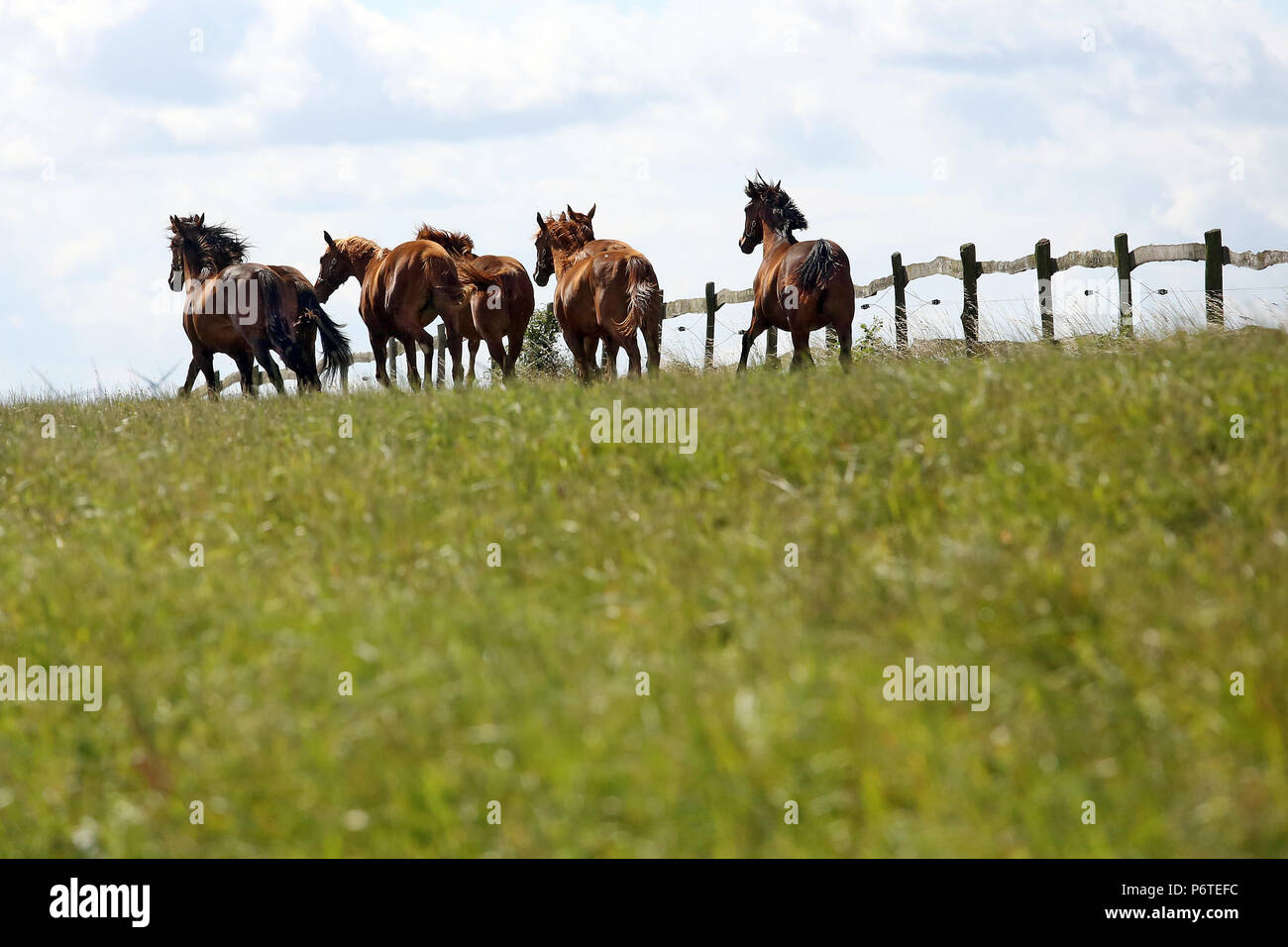 Die verzierte Goerlsdorf, Pferde auf einer Weide galoppieren. Stockfoto
