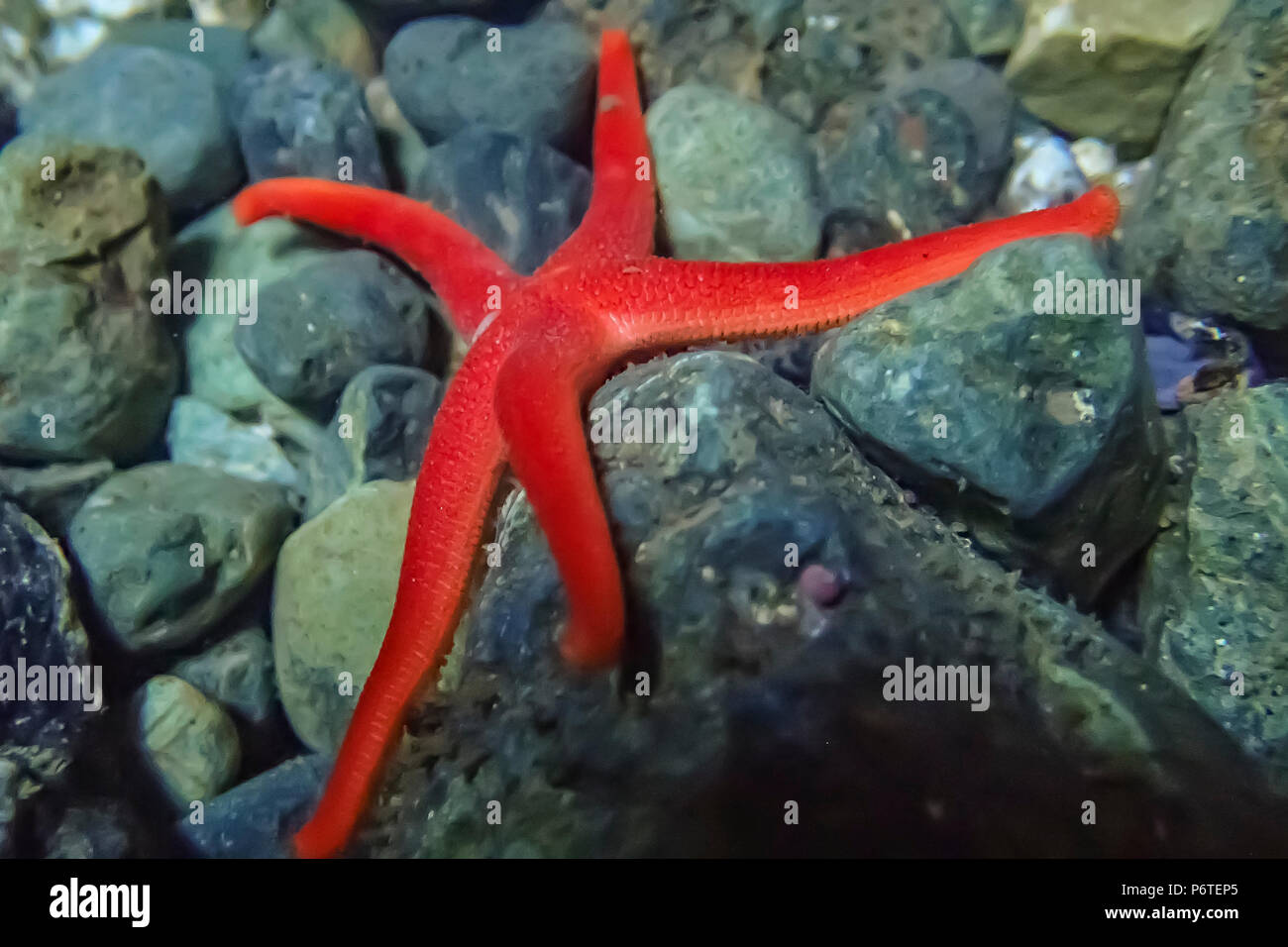 Blut Star, Henricia leviuscula, am Punkt der Bögen entlang des Pazifischen Ozeans in Olympic National Park, Washington State, USA Stockfoto