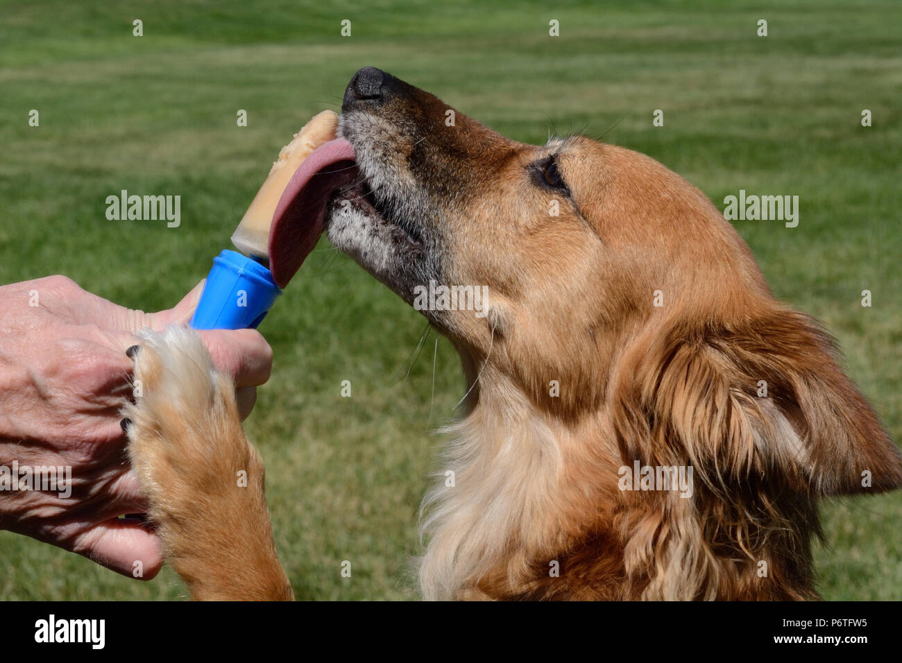 Braun Mischling Hund lecken selbstgemachte Erdnussbutter mit Bananen eis Popsicle an heissen Sommertag Stockfoto