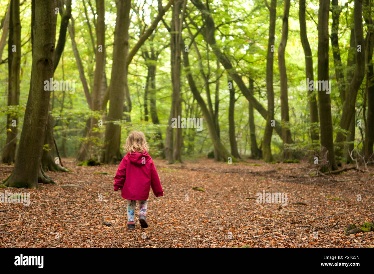 Ansicht der Rückseite des kleinen Mädchens zu Fuß im Wald Stockfoto