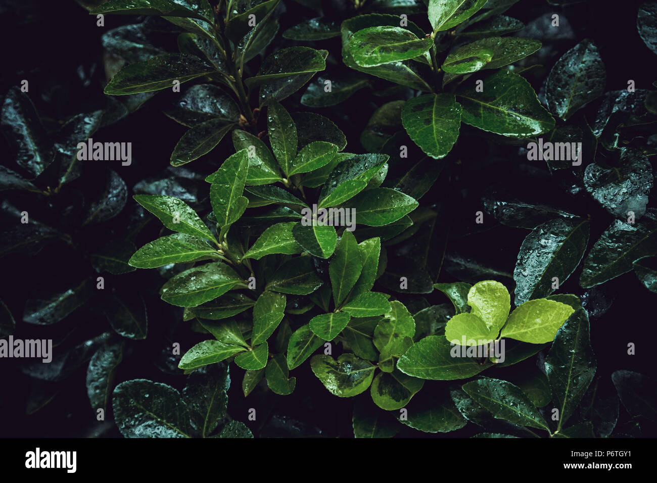 Nasses Laub mit verschiedenen Schattierungen der Farbe grün Stockfoto