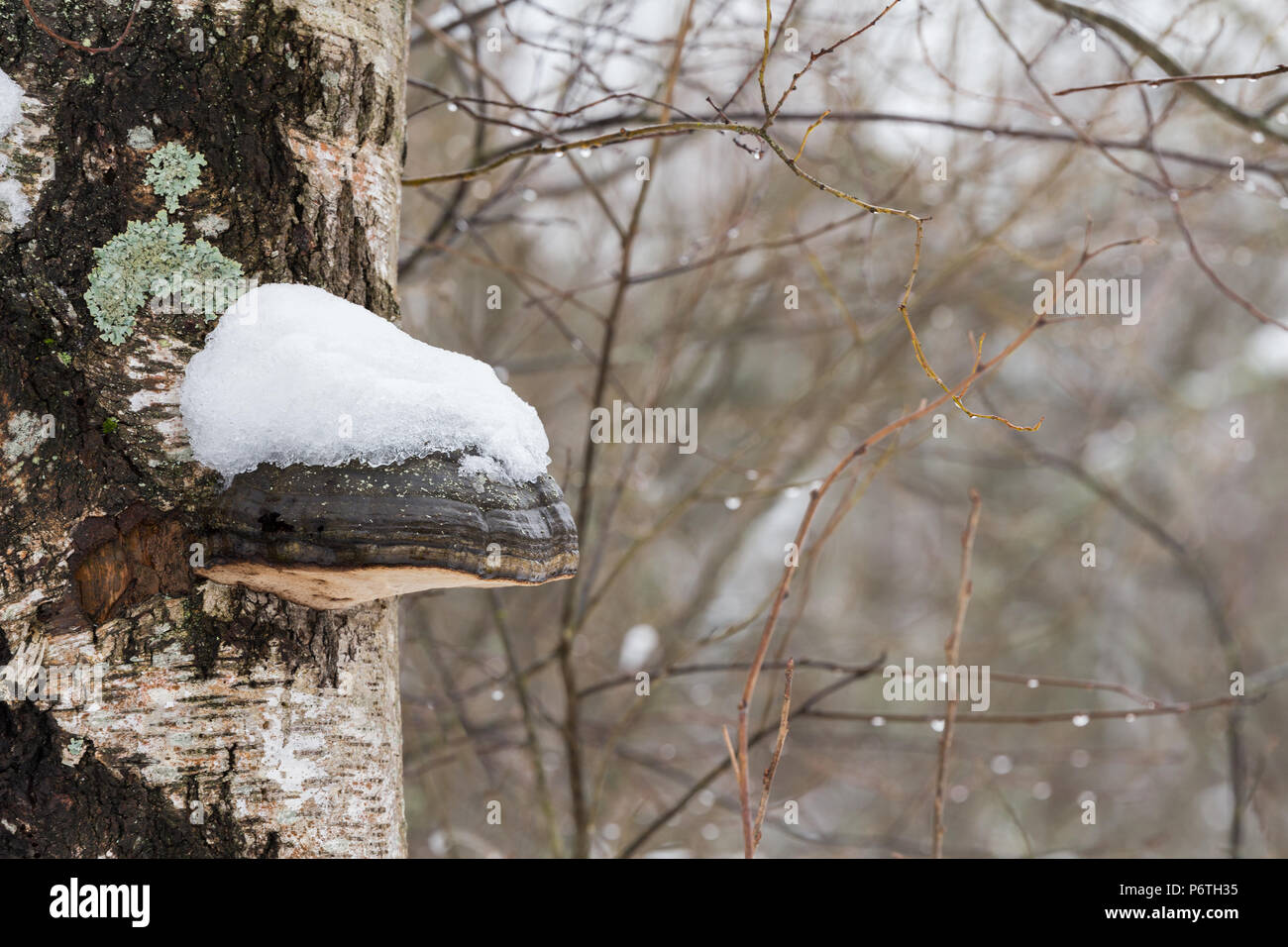 Polypore (Halterung Pilze) conk auf Birke mit Schnee auf Sie Stockfoto