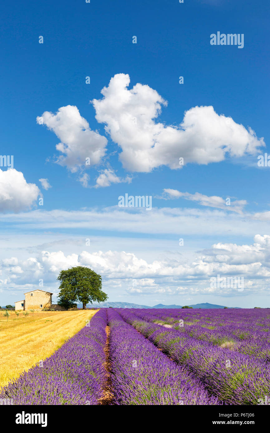 Das Plateau von Valensole, Provence, Frankreich. Lavendelfeld Stockfoto