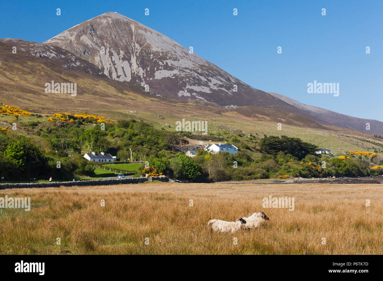 Irland, County Mayo, Murrisk, Blick auf den heiligen Berg Croagh Patrick Stockfoto