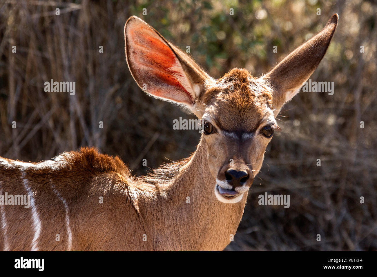 Baby - Tragelaphus strepsiceros Kudu - im namibischen Busch. Stockfoto
