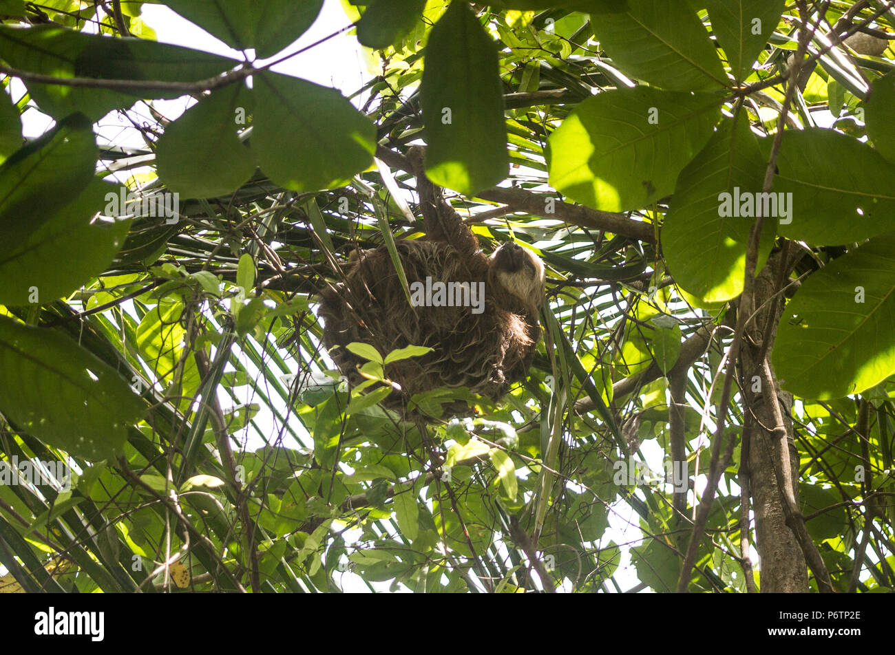 Flauschig Braun zwei-toed Sloth mit einem weißen und braunen Gesicht schläft auf eine Zweigniederlassung, die in einem Baum in Costa Rica Stockfoto