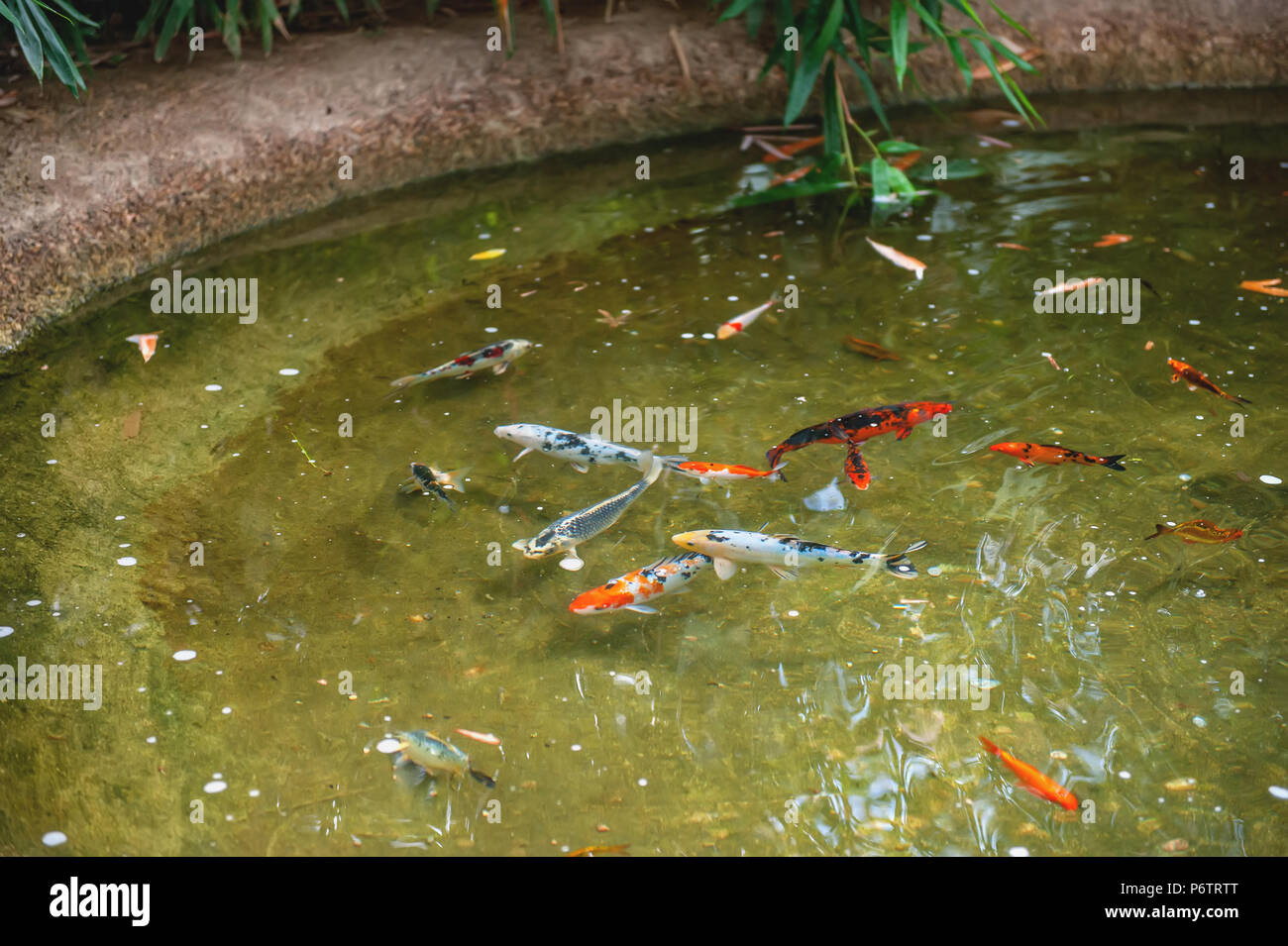 Farbenfrohe Koi Fische in einem Teich. Straße Teich Stockfotografie - Alamy