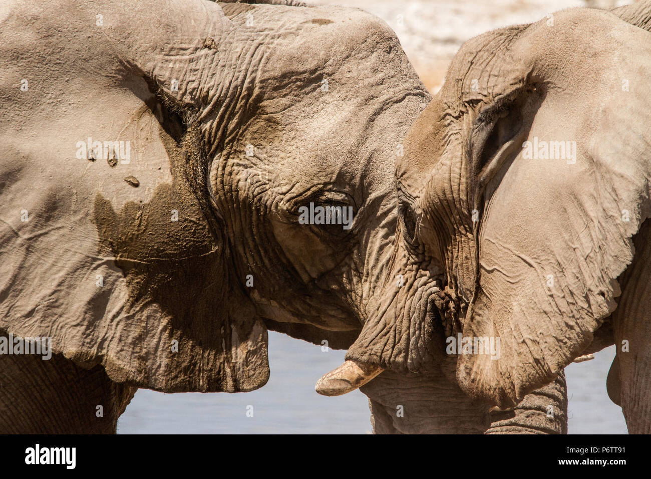 Zwei afrikanische Elefanten - Loxodonta - Kopf an Kopf, Auge in Auge - in Zuneigung oder Konfrontation? Stockfoto