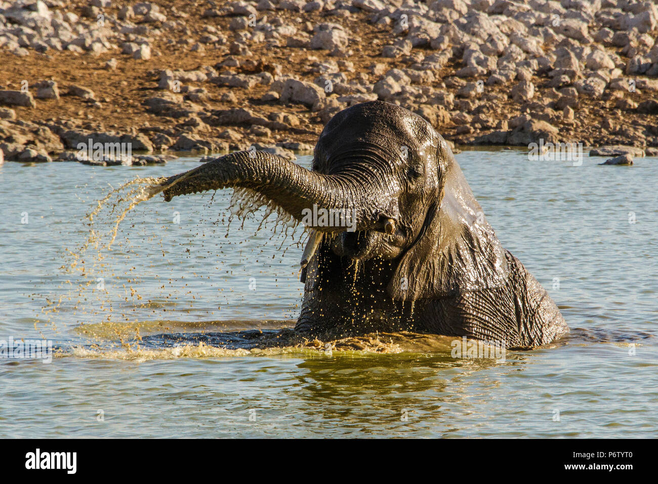 Afrikanischer Elefant - Loxodonta - spielen und Plantschen im Wasser Stockfoto